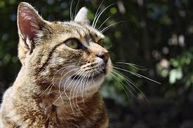The short answer to the question 'how long do cats live?' is 14 years as this is the average age that all breeds and. How Long Do Cats Live For Petbarn