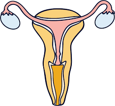 Primary premature menopause means that the ovaries do not function normally. Early Menopause How To Spot The Signs Daye
