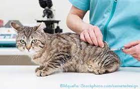 Um zu verhindern, dass hunde oder katzen überhaupt an tollwut erkranken, möchten einige haustierbesitzer die impfung zum teil so früh wie möglich vornehmen lassen. Katzen Impfen Fur Ein Gesundes Katzenleben Tierschutzliga Katzenratgeber