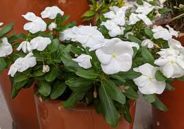 Image result for Vinca