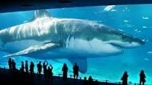 Real Megalodon Shark Sightings Largest Sharks Ever Are Still Alive Maybe You Know About World S Biggest Sharks Megalodo Big Shark Megalodon Megalodon Shark