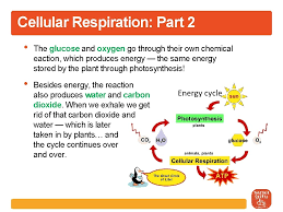 Maybe you would like to learn more about one of these? Seeing Photosynthesis Subtitle Visualizing The Process Step By