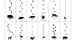 Damit können die spuren genau auf ihre maße untersucht werden. Guck Nicht Uber Die Mauer Spuren Im Schnee Einfach Pdf Spuren Im Schnee Tierspuren Im Schnee Tierspuren