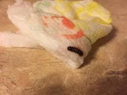 worms on kitchen counter are carpet