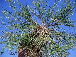 Image result for Eragrostis moggii