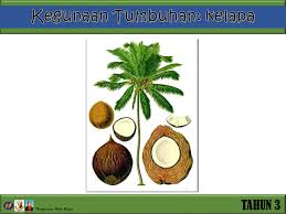 Pelepah kelapa sangat sesuai sebagai. Dunia Sains Dan Teknologi Belajar Dengan Ceria Dst Tahun 3 Kegunaan Tumbuhan