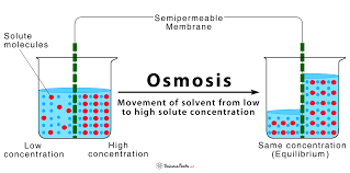 Osmosis refers to the movement of molecules across a selectively permeable membrane. Image Of Osmosis Novocom Top