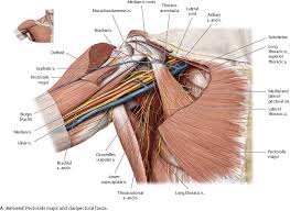 Neurovasculature Atlas Of Anatomy