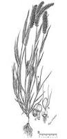 Image result for Setaria viridis