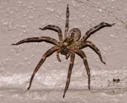 Image result for Saintpauliopsis lebrunii