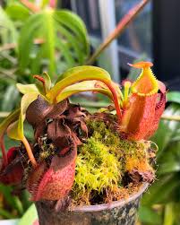 Image result for Polystachya villosa