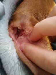 Petarmor Ear Mite Tick Treatment Dog Spot Ons Petsmart In this pet care video we will learn about demodectic mange , also referred to simply as demodex, a common mite found in dogs.