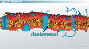 We did not find results for: What Is The Function Of Cholesterol In The Cell Membrane Video Lesson Transcript Study Com