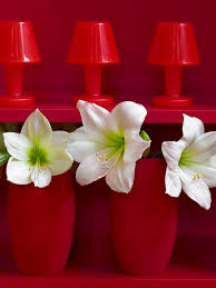 Apr 20, 2021 · during the growing/ flowering period, water your amaryllis whenever the top 2 inches of soil become dry. Forcing Amaryllis Bulbs For Winter Blooms With Dutchgrown Bulb Giveaway 3 Winners Raise Your Garden