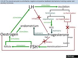 bioknowledgy presentation on 6 6 hormones homeostasis and