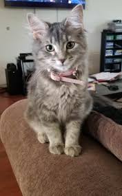 He was a rescue cat aged 3 from a local animal sanctuary. This Is My Sister S Kitten Winter She S Not A Big Reddit User But She Wanted Everyone To See Her New Kitten Cute Puppies And Kittens Pretty Cats Cute Animal Pictures