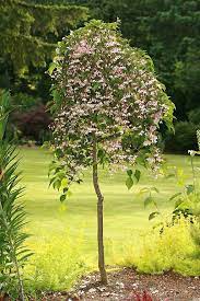 Check spelling or type a new query. 8 Tall X 4 Wide Marley S Pink Parasol Japanese Snowbell Styrax Japonicus Jlweeping At Wasco Nursery Small Trees For Garden Plants Landscape Nursery