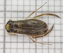 Image result for Corixidae
