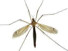 Countypropertyappraisers.com is here to help you find your local property appraiser. Giant Mosquitoes Or Mosquito Killers Mosquito Imposters