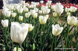 Pattoki is famous for its flowers. Blooms From Tulip Flower Show Lahore