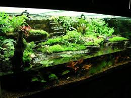 Pin Op Aquariums