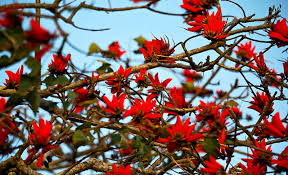 Image result for Erythrina afra