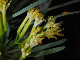 Image result for Kleinia sp.no.1