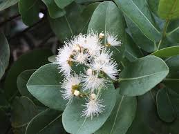 Image result for Syzygium cordatum