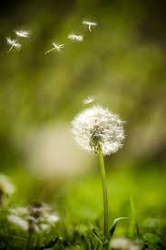 Spring By Aniket Sananse On 500px Beautiful Photography Nature Dandelion Pictures Nature Photography