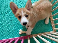 Arkansas, missouri, oklahoma, tennessee, mississippi, alabama, georgia, louisiana, new york, and california. 11 Corgi Puppies For Sale Ideas In 2021 Corgi Puppies For Sale Puppies Corgi