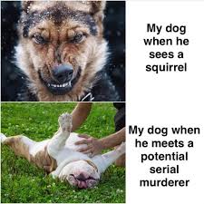 Funny Animal Memes Of The Day 24 Pics Funny Animal Memes Animal Memes Funny Animal Pictures