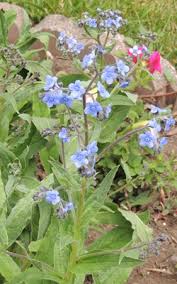 You can help forget me not when you start your amazon shopping at smile.amazon.com. How To Grow Forget Me Not Perennial Flowers Growing Forget Me Mot Seeds By The Gardener S Network