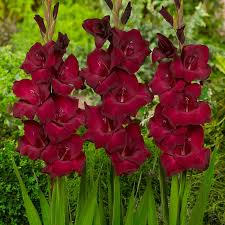 Image result for Gladiolus virgineus