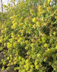 Image result for Gerrardinaceae