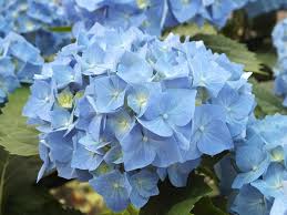 Image result for Hydrangea macrophylla bela obrázek