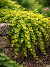 Image result for Lysimachia