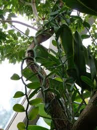 Image result for Vanilla imperialis