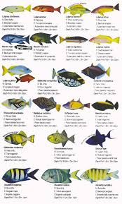 Maldive Fihalhohi Island Resort In 2020 Island Resort Island Resort