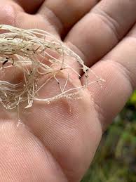 Image result for Genlisea margaretae