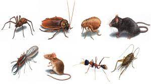 Bulwark exterminating, r4 green houston, llc, the restoration attics, bugs or us termite and pest control, llc, lone star bed bug heaters, inc., dba texas state pest management. Pests To Inspect Borba S Vreditelyami Sadovye Vrediteli Poleznye Sovety