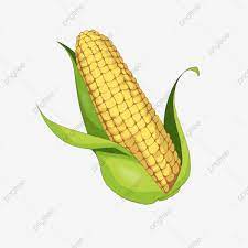 Maize Seed Yellow Corn Maize Png Transparent Clipart Image And Psd File For Free Download Corn On Cob Ears Of Corn Corn Crop