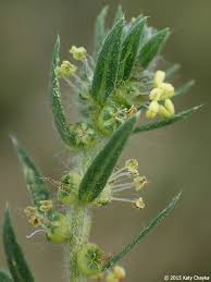 Image result for Scoparia