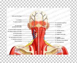 Then attaches to transverse process of the cervical vertebrae 4. Aponeurosis Posterior Triangle Of The Neck Nerve Muscle Png Clipart Anatomy Aponeurosis Cranial Ear Graphic Design