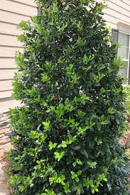 Learn about the best evergreen shrubs for your garden. 7 Fast Growing Evergreen Trees And Shrubs Evergreen Trees For Privacy Privacy Trees Fast Growing Evergreen Trees Landscaping