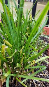 Not a way to remove them, but garlic and chives grown in close proximity to other plants have been shown to ward away certain bugs including aphids. Aphids On Chives Walter Reeves The Georgia Gardener