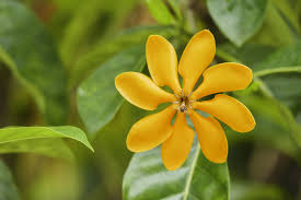 Image result for Gardenia cornuta