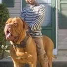 French Mastiff For Sale | French Mastiff Puppies