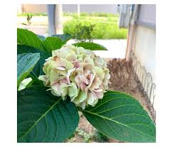 葉焼けの記録とグリーンな紫陽花 編み好き Amiami通信