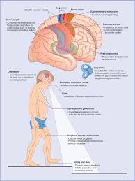 Using simultaneous recordings of activities of the primary somatosensory cortex (s1), the motor cortex (mcx), and an ensemble of afferent neurons in behaving monkeys combined with a decoding algorithm, we reveal the temporal profiles of signal integration in s1. Sensory Cortex An Overview Sciencedirect Topics