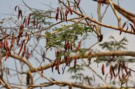 Image result for Albizia procera
